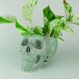 Human Skull Large Planters